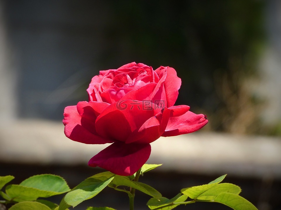 罗莎,红玫瑰,花