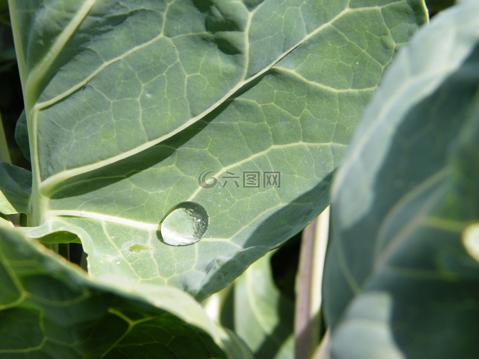 雨滴,白菜葉,滴