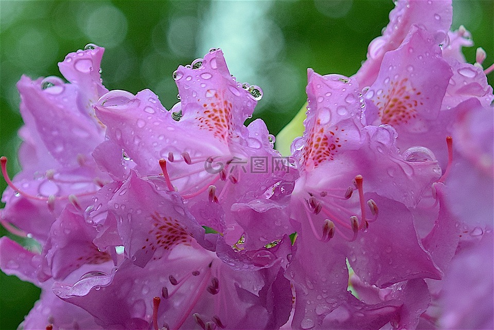 粉红色,花,杜鹃