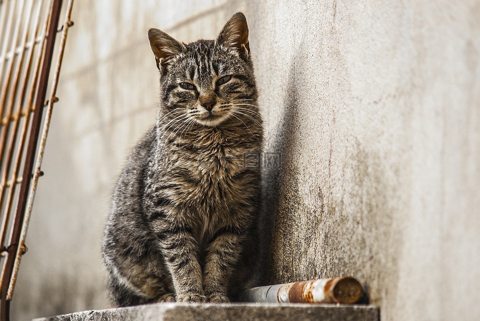 猫,弗利纳,宠物