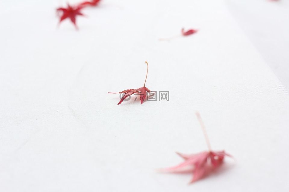 秋季樹葉,白,紅色