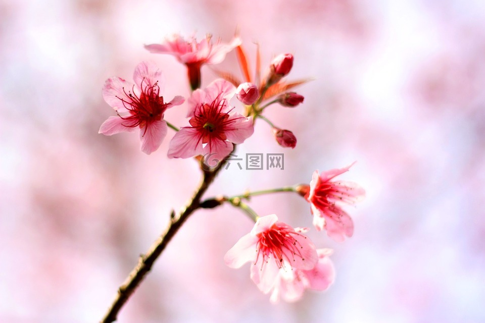 櫻花,鮮花,冬天