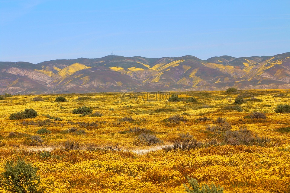 卡里索純,superbloom,春