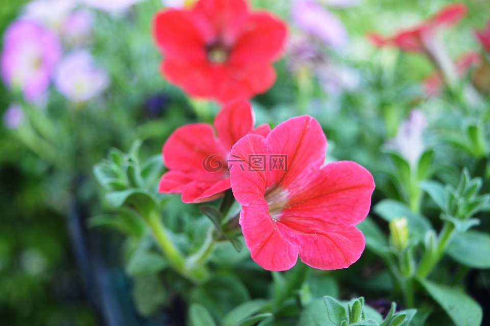 鮮花,羅西,花園