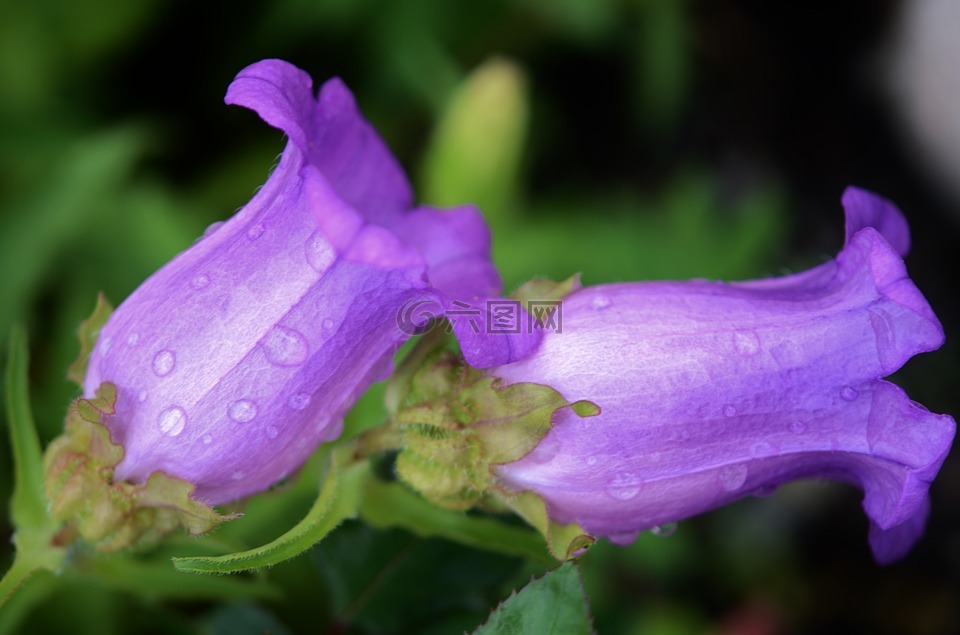花,紫色,花的