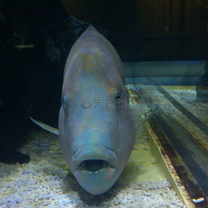 苏眉鱼,napoleonfish,鱼