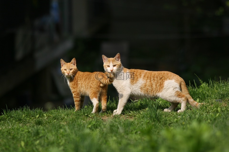 猫,动物,春天