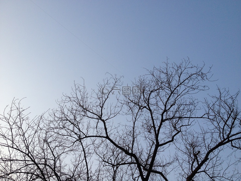 三,天空,樹影