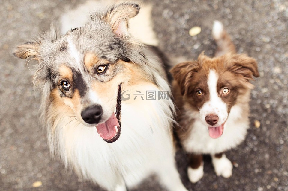 狗,美丽,宠物