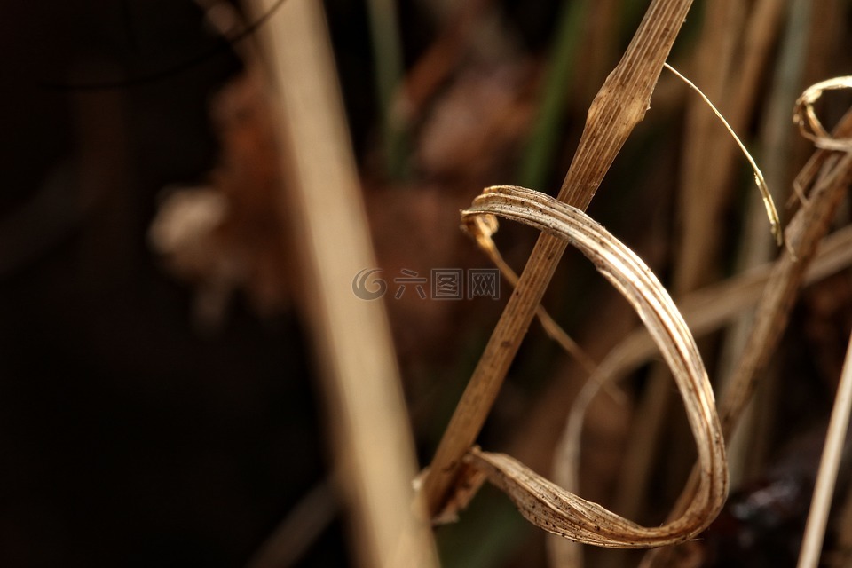 稻草,自然,植物