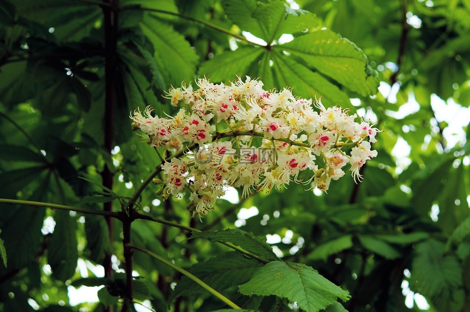 板栗树,板栗开花,白色 rosskastanie