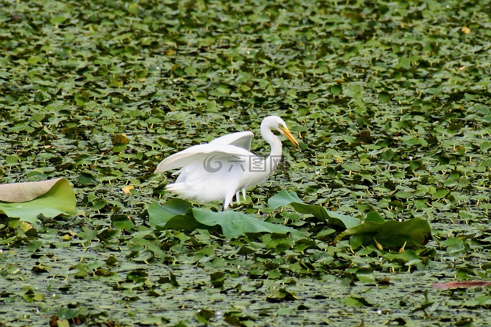 動物,湖,蒼鷺