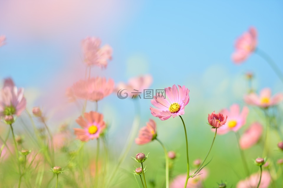景觀,植物,鮮花