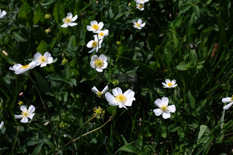 茛aconitifolius,花,開花