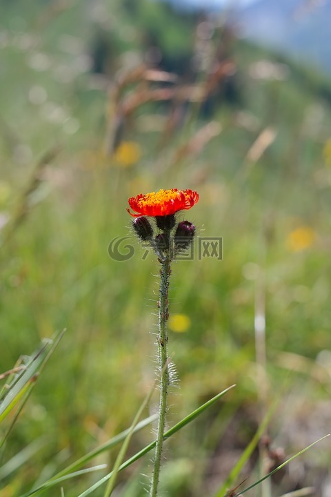 橙紅色hawkweed,花,開花