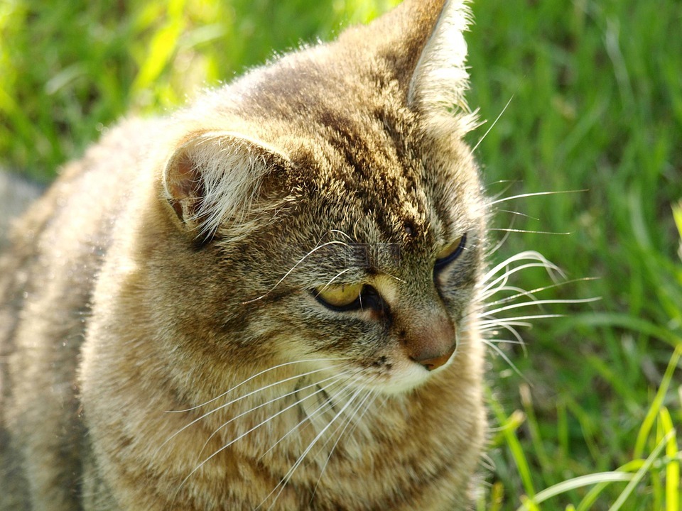 猫,宠物,mieze