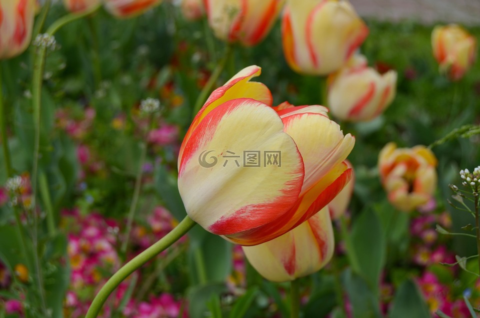 郁金香,伊斯坦布爾,郁金香節(jié)