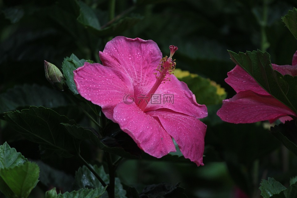 自然,粉红色,花