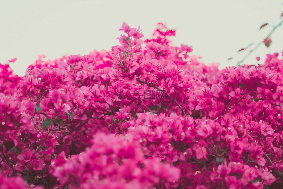 粉紅色,花,盛開