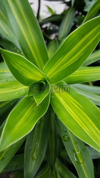 绿色,植物,自然