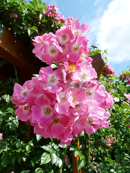 花,開花,廠