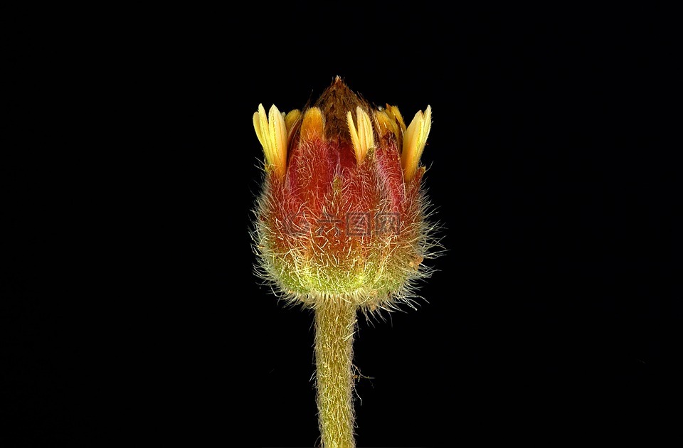 植物區(qū)系,小小,雌蕊