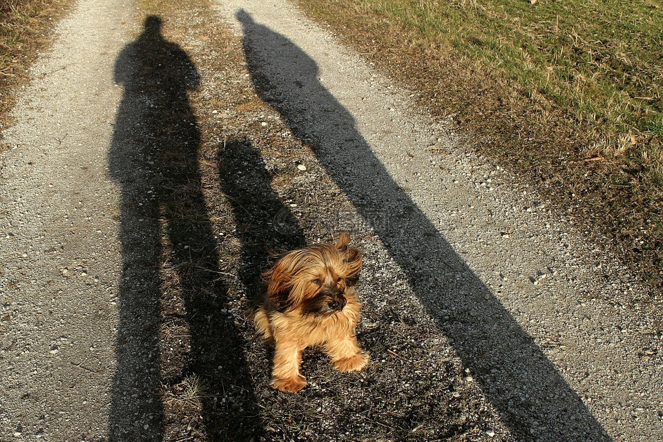 小獵犬,大師,坐