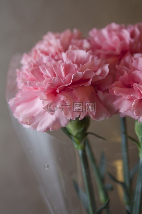 丁香,粉色,鮮花
