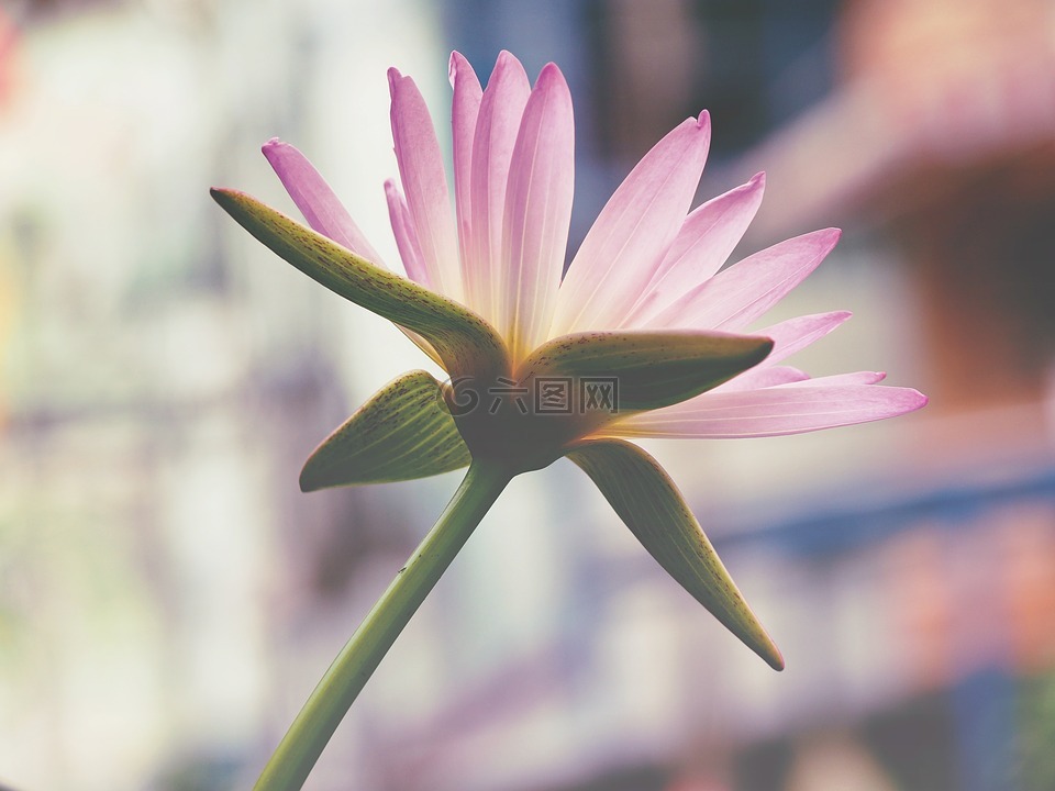 粉紅色,蓮花,花