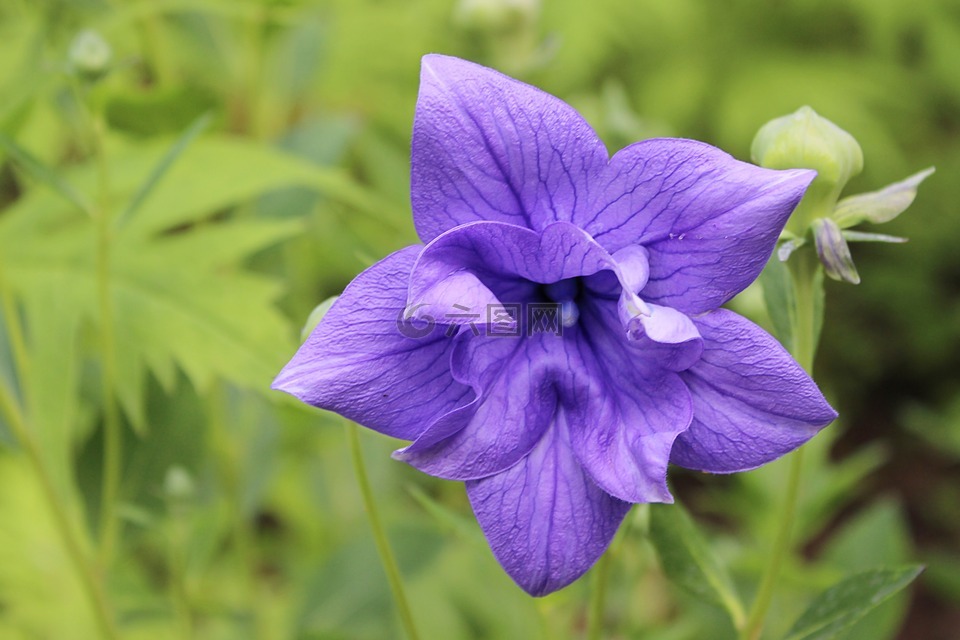 氣球花,開花,紫