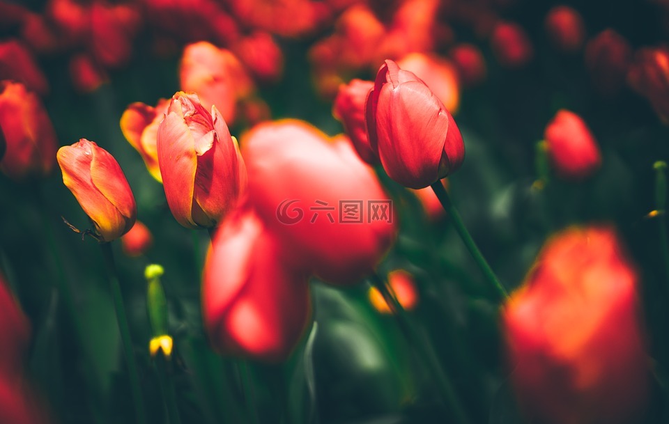 盛開,開花,深度的字段