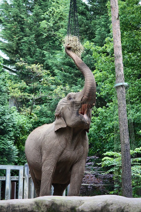 象,厚皮動物,動物園