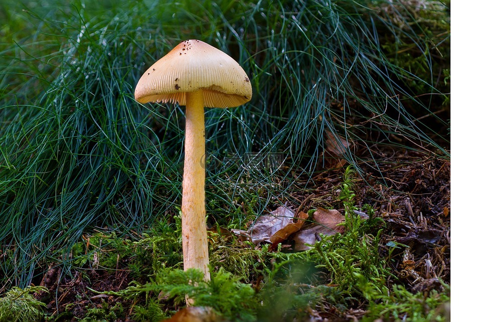 蘑菇,森林蘑菇,浅黄色