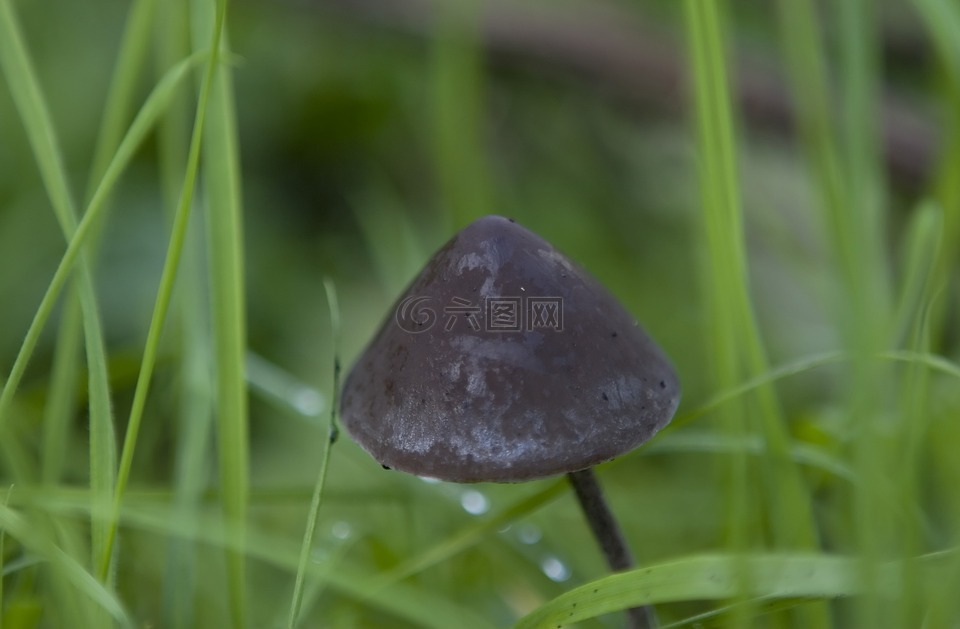 單,秋,背景