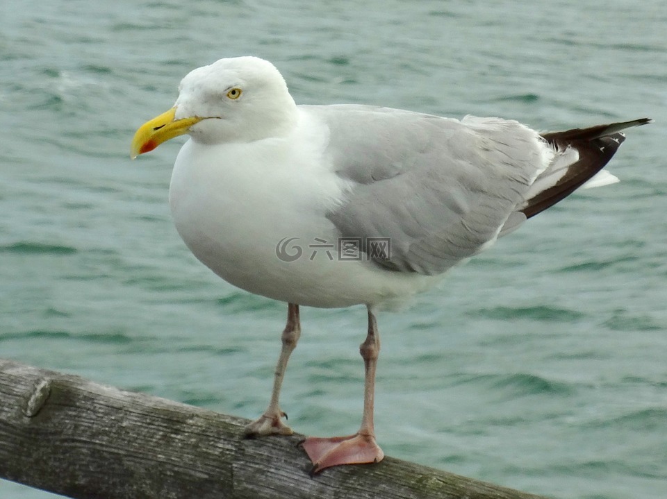 鷗,海鷗,鳥