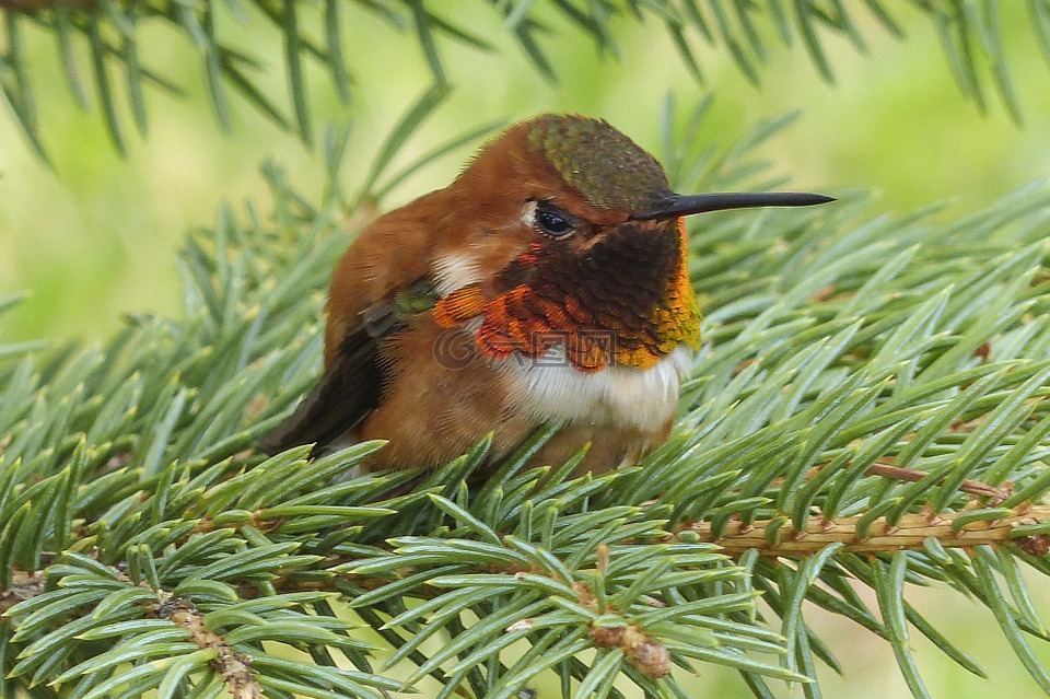 艾倫斯蜂鳥,蜂鳥,selasphorus sasin