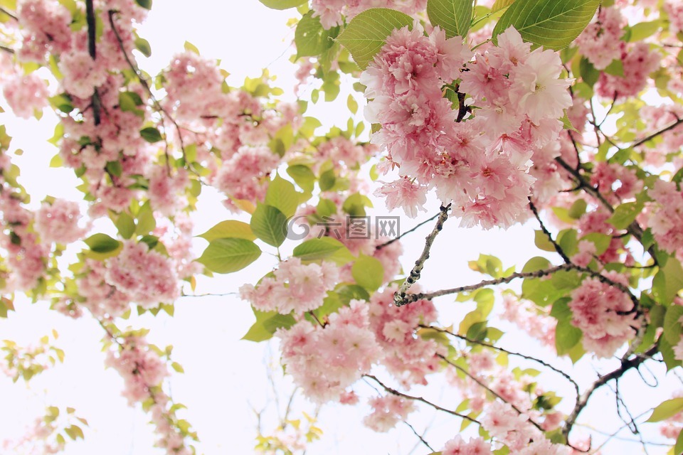 開花,枝杈,光明