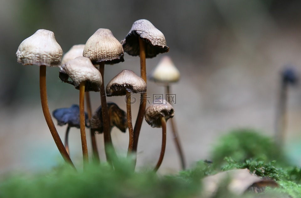 單,秋,背景