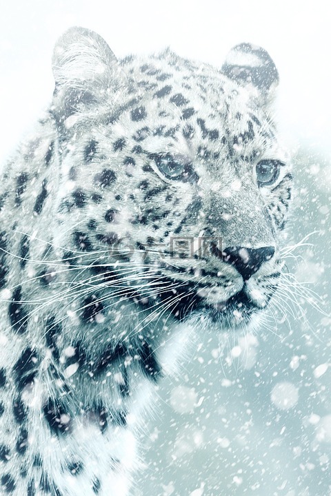 豹,獵豹,動物