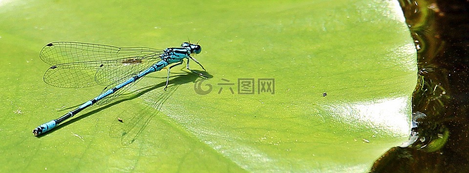 蜻蜓,蓝色,蓝蜻蜓