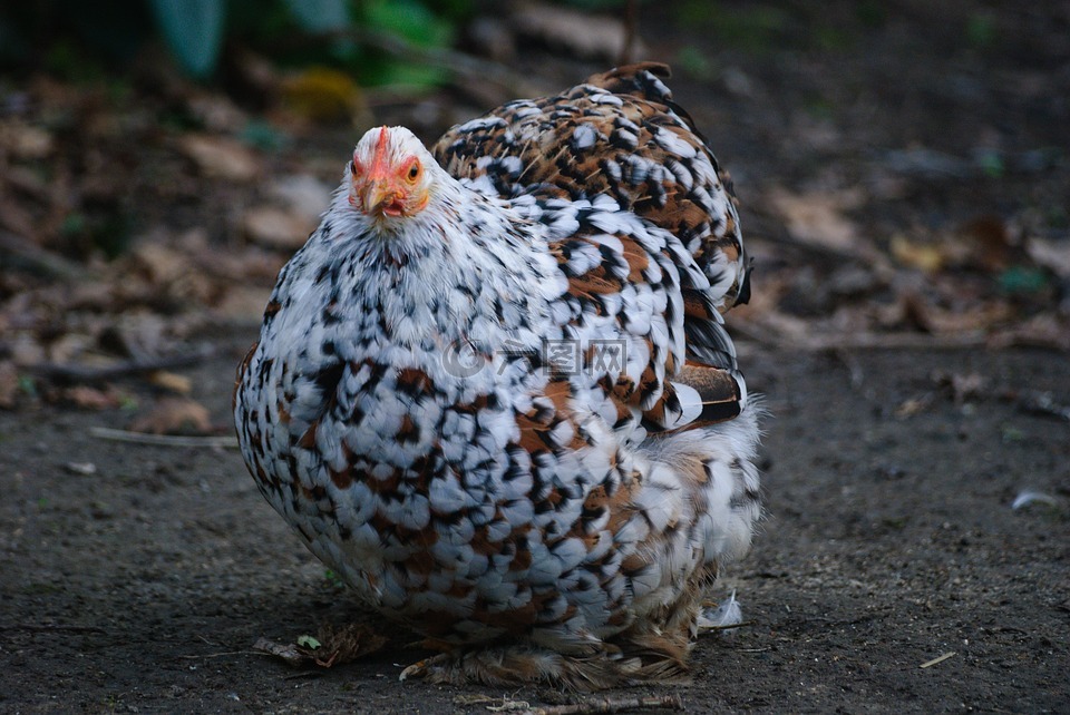 短期低,母雞,gallinacées