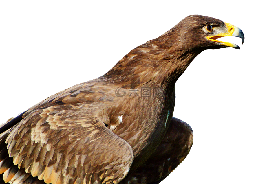 阿德勒,鷙鳥,猛禽