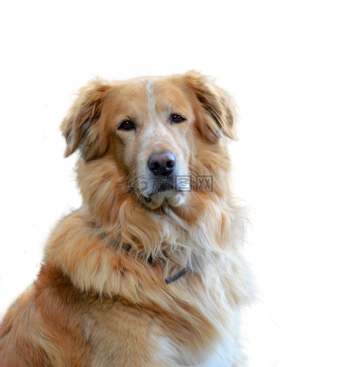 金毛獵犬,孤立,狗