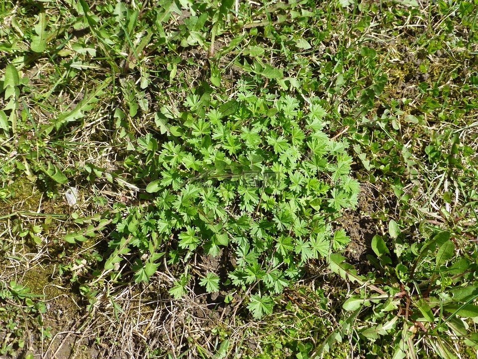 草,植物,绿色