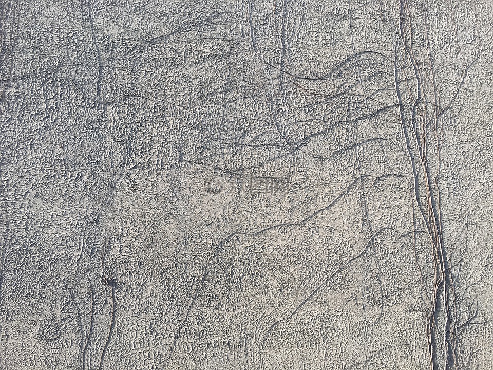 墻,根,藤