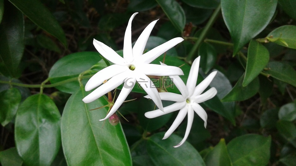 大自然,植物,叶子