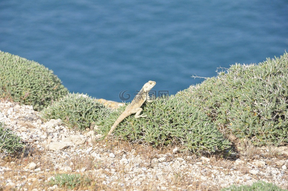 海,岛,鬣鳞蜥