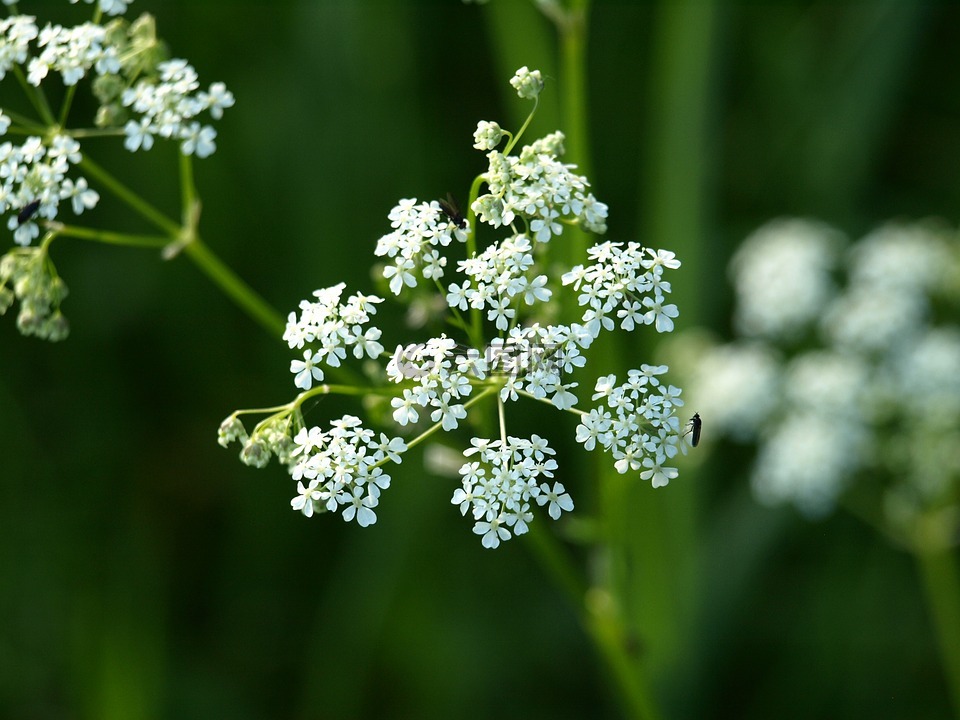 蓍草,花,白