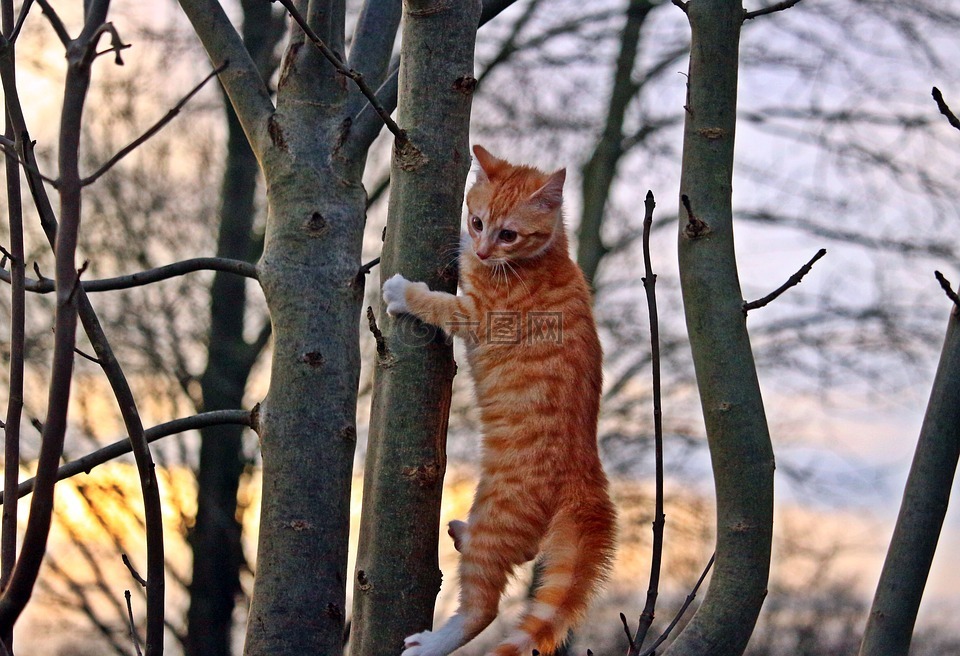 猫,小猫,红色鲭鱼斑