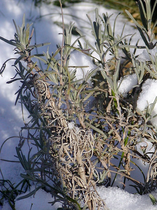 雪,蓋,花